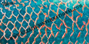 Fish Scale 